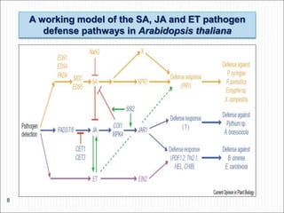 A working model of the SA, JA and ET pathogen
defense pathways in Arabidopsis thaliana
8
 