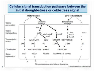 Cellular signal transduction pathways between the
initial drought-stress or cold-stress signal
9
 