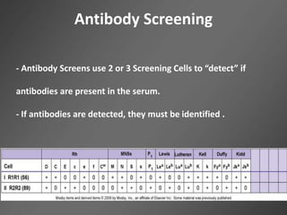 Antibody Screening
- Antibody Screens use 2 or 3 Screening Cells to “detect” if
antibodies are present in the serum.
- If antibodies are detected, they must be identified .
 