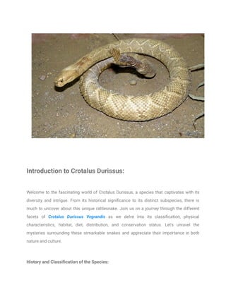 Introduction to Crotalus Durissus:
Welcome to the fascinating world of Crotalus Durissus, a species that captivates with its
diversity and intrigue. From its historical significance to its distinct subspecies, there is
much to uncover about this unique rattlesnake. Join us on a journey through the different
facets of Crotalus Durissus Vegrandis as we delve into its classification, physical
characteristics, habitat, diet, distribution, and conservation status. Let's unravel the
mysteries surrounding these remarkable snakes and appreciate their importance in both
nature and culture.
History and Classification of the Species:
 