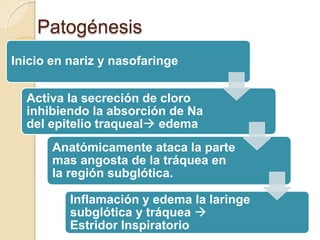 Patogénesis
Inicio en nariz y nasofaringe
Activa la secreción de cloro
inhibiendo la absorción de Na
del epitelio traqueal edema
Anatómicamente ataca la parte
mas angosta de la tráquea en
la región subglótica.
Inflamación y edema la laringe
subglótica y tráquea 
Estridor Inspiratorio
 