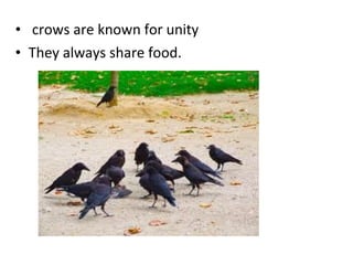 Crow and sparrow | PPT