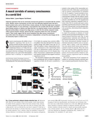 CONSCIOUSNESS
A neural correlate of sensory consciousness
in a corvid bird
Andreas Nieder*, Lysann Wagener, Paul Rinnert
Subjective experiences that can be consciously accessed and reported are associated with the cerebral
cortex. Whether sensory consciousness can also arise from differently organized brains that lack a
layered cerebral cortex, such as the bird brain, remains unknown. We show that single-neuron responses
in the pallial endbrain of crows performing a visual detection task correlate with the birds’ perception
about stimulus presence or absence and argue that this is an empirical marker of avian consciousness.
Neuronal activity follows a temporal two-stage process in which the first activity component mainly
reflects physical stimulus intensity, whereas the later component predicts the crows’ perceptual
reports. These results suggest that the neural foundations that allow sensory consciousness
arose either before the emergence of mammals or independently in at least the avian lineage and do
not necessarily require a cerebral cortex.
S
ensory consciousness, the ability to have
subjective experience that can be ex-
plicitly accessed and thus reported, arises
from brain processes that emerged through
evolutionary history (1, 2). Today, the neu-
ral correlates of consciousness are primarily
associated with the workings of the primate
cerebral cortex (3–6), a part of the telencephalic
pallium that is laminar in organization
(7–9). Birds, by contrast, have evolved a differ-
ent pallium since they diverged from the mam-
malian lineage 320 million years ago (10, 11).
The bird pallium retains organizational prin-
ciples reminiscent of the mammalian brain
(12) but is distinctively nuclear and lacks a
layered cerebral cortex (13–15). Despite this,
birds demonstrate sophisticated perceptual
and cognitive behaviors that suggest conscious
experiences (16, 17).
The associative endbrain area called nidopal-
lium caudolaterale (NCL) is linked to high-level
cognition in birds (18, 19) and is considered a
putative avian analog of the mammalian pre-
frontal cortex (20), which plays a predominant
role in sensory consciousness in primates
(21–23). To signify a “neural correlate of con-
sciousness” in primates, brain activity that
systematically changes with the subject’s report
of whether or not it had perceived identical
stimuli is identified (24, 25). We hypothesized
that conscious experience originates from ac-
tivity of the NCL in corvids and used a corre-
sponding experimental protocol in which only
the crows’ internal state, not the physical stim-
ulus properties, determined their subjective
experience.
We trained two carrion crows (Corvus corone)
to report the presence or absence of visual
stimuli around perceptual threshold in a rule-
based delayed detection task (Fig. 1A and
supplementary materials and methods). At
perceptual threshold, the internal state of
the crows determined whether stimuli of
identical intensity would be seen or not per-
ceived. After a delay, a rule cue informed
the crow about which motor action was re-
quired to report its percept. Thus, the crows
could not prepare motor responses prior to
the rule cues, which enabled the investi-
gation of neuronal activity related to sub-
jective sensory experience and its lasting
accessibility.
The crows’ proportion of “yes” responses in
relation to increasing stimulus intensity gave
rise to classical psychometric functions (Fig. 1,
RESEARCH
Nieder et al., Science 369, 1626–1629 (2020) 25 September 2020 1 of 4
Animal Physiology, Institute of Neurobiology, University of
Tübingen, Auf der Morgenstelle 28, 72076 Tübingen, Germany
*Corresponding author. Email: andreas.nieder@uni-tuebingen.de
Fig. 1. Crows performed a delayed stimulus detection task. (A) Behavioral
task. After the crow initiated a trial in the Go period, a brief visual stimulus
of variable intensity appeared in 50% of the trials (stimulus trials), whereas
no stimulus appeared in the other half of the trials (no stimulus trials). After
a delay period, a rule cue informed the crow how to respond if it had seen or
had not seen the stimulus. In stimulus trials (top), a red cue required a response
for stimulus detection (“yes”), whereas a blue cue prohibited a response for
stimulus detection. In no-stimulus trials (bottom), rule-response contingencies
were inverted. (B and C) Psychometric functions of crow O (B) and crow G (C).
Grouping of trials into suprathreshold, near-threshold, and no-stimulus trials.
Error bars (very small) indicate standard error of the mean. (D) Signal detection
theory classifies an observer’s behavior at detection threshold, given two
stimulus conditions (stimulus present or absent) and two possible responses
(“yes, stimulus present” and “no, stimulus absent”). (E) Lateral view of a
crow brain depicting the nidopallium caudolaterale (NCL, shaded) in the
telencephalon. Cb, cerebellum; OT, optic tectum.
onOctober8,2020http://science.sciencemag.org/Downloadedfrom
 