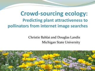 Crowd-sourcing ecology:
Predicting plant attractiveness to
pollinators from internet image searches
Christie Bahlai and Douglas Landis
Michigan State University
 