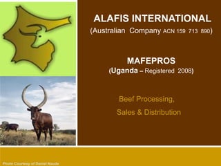 Beef Processing,
Sales & Distribution
ALAFIS INTERNATIONAL
(Australian Company ACN 159 713 890)
MAFEPROS
(Uganda – Registered 2008)
Photo Courtesy of Daniel Naude
 