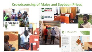 Crowdsourcing of Maize and Soybean Prices
 
