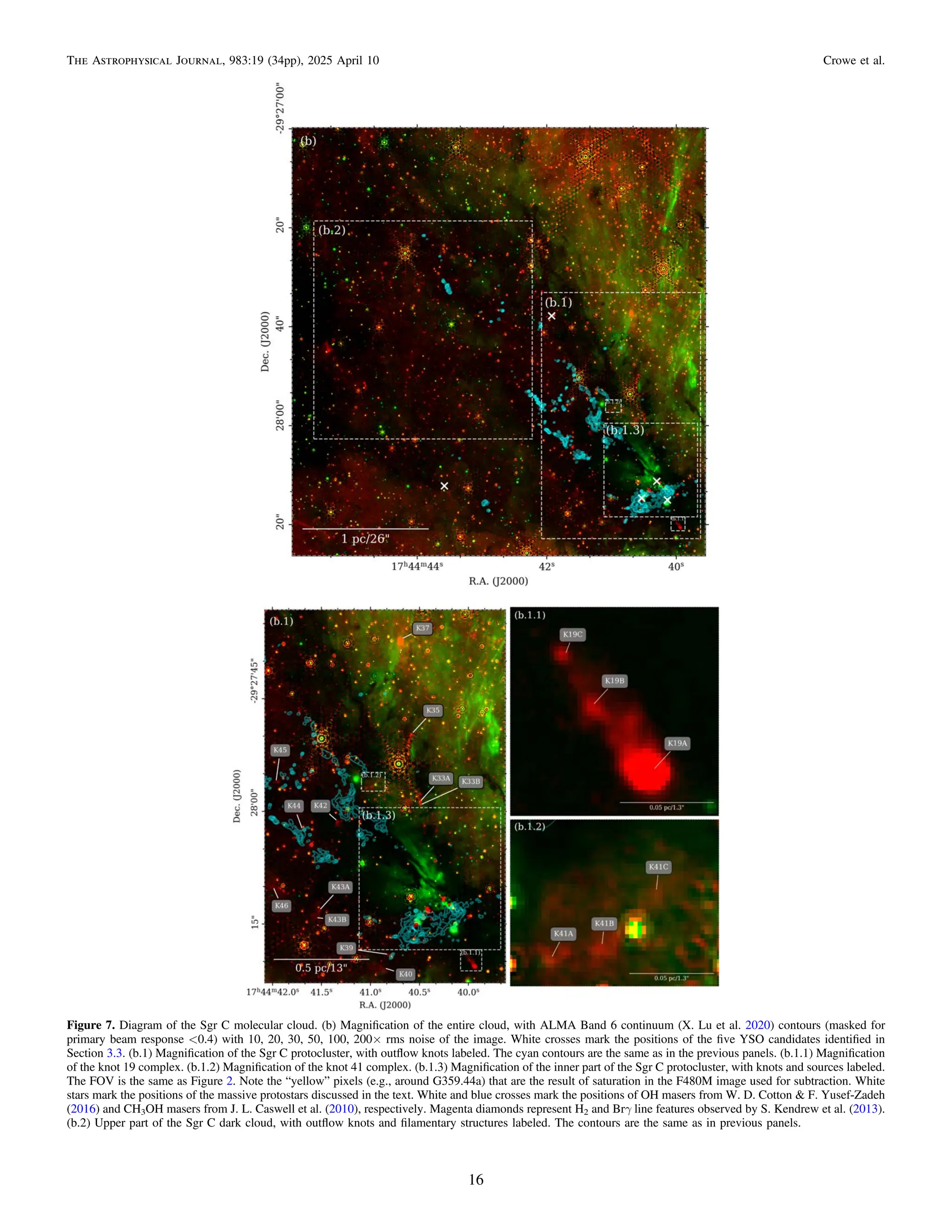 Figure 7. Diagram of the Sgr C molecular cloud. (b) Magniﬁcation of the entire cloud, with ALMA Band 6 continuum (X. Lu et al. 2020) contours (masked for
primary beam response <0.4) with 10, 20, 30, 50, 100, 200× rms noise of the image. White crosses mark the positions of the ﬁve YSO candidates identiﬁed in
Section 3.3. (b.1) Magniﬁcation of the Sgr C protocluster, with outﬂow knots labeled. The cyan contours are the same as in the previous panels. (b.1.1) Magniﬁcation
of the knot 19 complex. (b.1.2) Magniﬁcation of the knot 41 complex. (b.1.3) Magniﬁcation of the inner part of the Sgr C protocluster, with knots and sources labeled.
The FOV is the same as Figure 2. Note the “yellow” pixels (e.g., around G359.44a) that are the result of saturation in the F480M image used for subtraction. White
stars mark the positions of the massive protostars discussed in the text. White and blue crosses mark the positions of OH masers from W. D. Cotton & F. Yusef-Zadeh
(2016) and CH3OH masers from J. L. Caswell et al. (2010), respectively. Magenta diamonds represent H2 and Brγ line features observed by S. Kendrew et al. (2013).
(b.2) Upper part of the Sgr C dark cloud, with outﬂow knots and ﬁlamentary structures labeled. The contours are the same as in previous panels.
16
The Astrophysical Journal, 983:19 (34pp), 2025 April 10 Crowe et al.
 