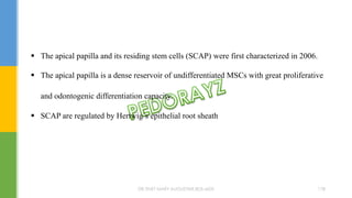  The apical papilla and its residing stem cells (SCAP) were first characterized in 2006.
 The apical papilla is a dense reservoir of undifferentiated MSCs with great proliferative
and odontogenic differentiation capacity.
 SCAP are regulated by Hertwig’s epithelial root sheath
DR.TINET MARY AUGUSTINE.BDS.MDS 178
 