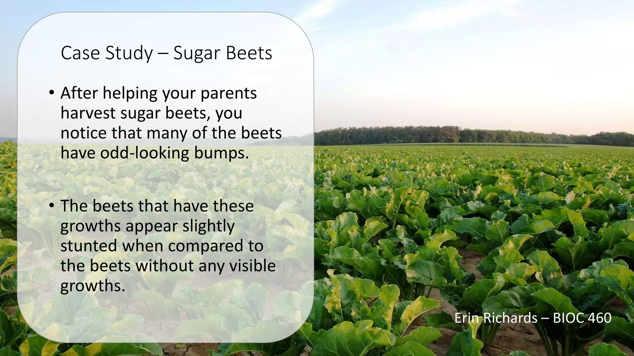 Crown Gall Disease | PPTX