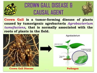 Tea Pathogens CROWN GALL DISEASE OF OF TEA NURSERIES.pdf