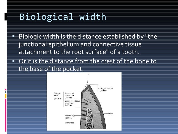 biological width