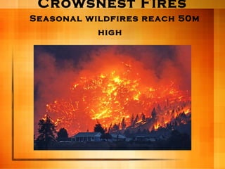 Crowsnest Fires   Seasonal wildfires reach 50m high   