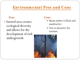 Environmental Pros and Cons Pros Cons burned area creates ecological diversity and allows for the development of rich undergrowth Burnt timber is black and unattractive Not as attractive for tourism 