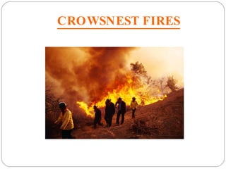CROWSNEST FIRES 