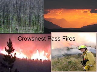 Crowsnest Pass Fires 
