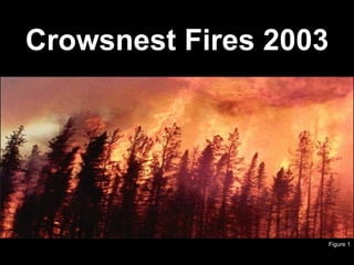 Crowsnest Fires 2003 Figure 1 