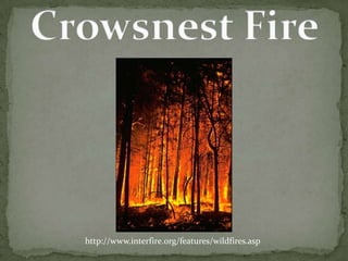 Crowsnest Fire http://www.interfire.org/features/wildfires.asp 