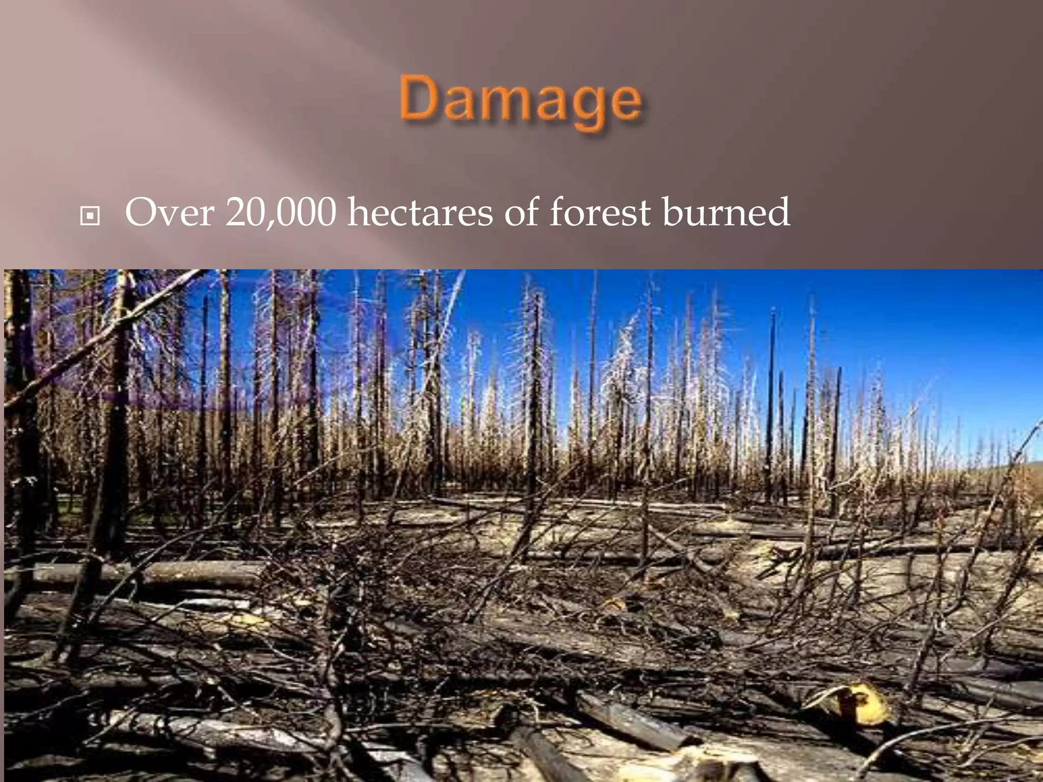 DamageOver 20,000 hectares of forest burned