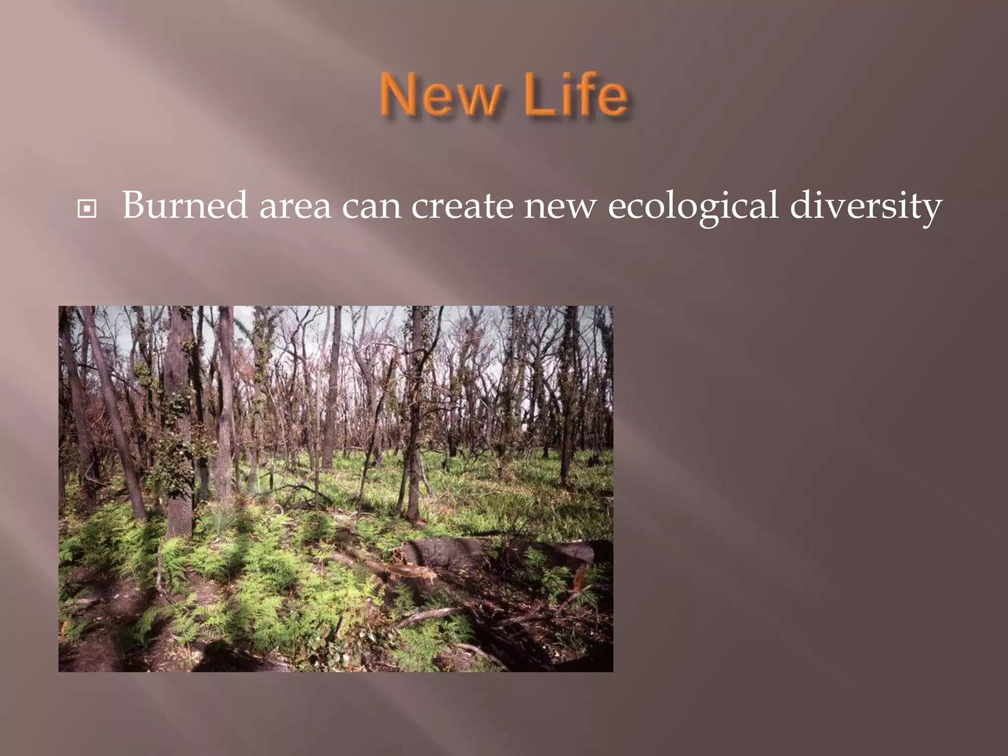 New LifeBurned area can create new ecological diversity