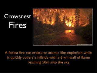 Crowsnest  Fires A forest fire can create an atomic like explosion while it quickly covers a hillside with a 6 km wall of flame reaching 50m into the sky 