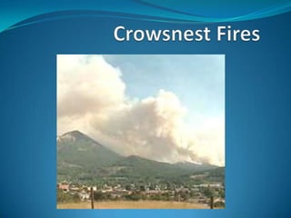Crowsnest Fires 
