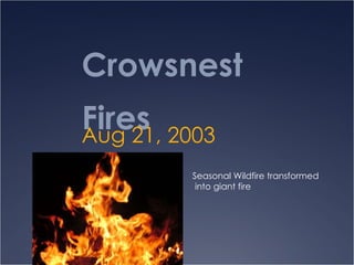 Crowsnest Fires  Aug 21, 2003 Seasonal Wildfire transformed into giant fire 