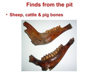 Finds from the pit
• Sheep, cattle & pig bones
 