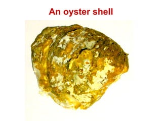 An oyster shell
 