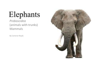 Elephants
Proboscidea
(animals with trunks)
Mammals
By Cameron Royds
 