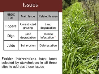 Issues
Fodder interventions have been
selected by stakeholders in all three
sites to address these issues
NBDC
Site
Main Issue Related Issues
Fogera
Unrestricted
grazing
Land
degradation
Diga
Land
degradation
Termite
infestation *
Jeldu Soil erosion Deforestation
 