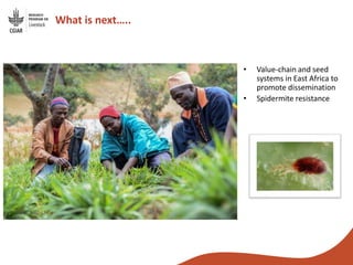 From genebanks to farmer’s fields: Forage breeding and selection to improve livelihoods