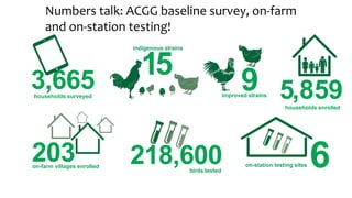 Village poultry: Transforming a sub-sector from family hobby to family business 