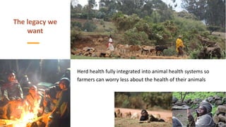 Herd health packages:  Packed with impact not surprises