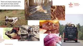 Herd health packages:  Packed with impact not surprises