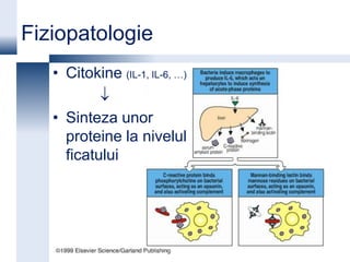 Fiziopatologie
   • Citokine (IL-1, IL-6, …)

   • Sinteza unor
     proteine la nivelul
     ficatului
 