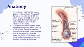 • The testes are male genital organs
located in the scrotum. The size of
the testes in adults is 4×3×2.5 cm
with a volume of 15-25 ml in ovoid
shape, both testes are covered by
tunica albuginea tissue that is
attached to the testes.
• Outside the tunica albuginea, there
is the tunica vaginalis, which consists
of the visceral and parietal layers,
and the tunica dartos. The cremaster
muscle surrounding the testes
allows the testes to be moved closer
to the abdominal cavity to maintain
a stable testicular temperature.
Anatomy
 