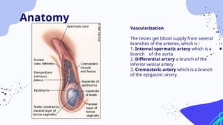 Vascularization
The testes get blood supply from several
branches of the arteries, which is :
1. Internal spermatic artery which is a
branch of the aorta
2. Differential artery a branch of the
inferior vesical artery
3. Cremasteric artery which is a branch
of the epigastric artery.
Anatomy
 