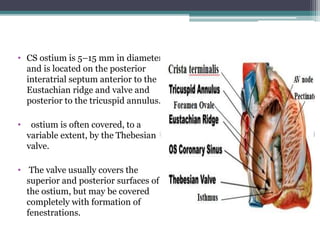• CS ostium is 5–15 mm in diameter
and is located on the posterior
interatrial septum anterior to the
Eustachian ridge and valve and
posterior to the tricuspid annulus.
• ostium is often covered, to a
variable extent, by the Thebesian
valve.
• The valve usually covers the
superior and posterior surfaces of
the ostium, but may be covered
completely with formation of
fenestrations.
 