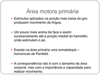 Área motora primária
 Estímulos aplicados na porção mais baixa do giro
 produzem movimento da língua.

 Um pouco mais acima da face e assim
 sucessivamente até a porção medial do hemisféri,
 onde estimulam o pé.

 Esxiste na área primária uma somatotopia –
 homúnculo de Penfield.

 A correspondência não é com o tamanho da área
 corporal, mas com a importância e capacidade para
 realizar movimento.
 