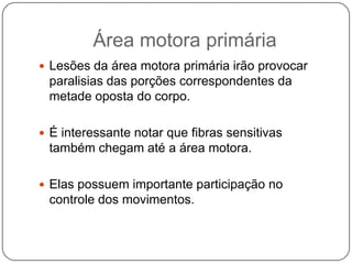 Área motora primária
 Lesões da área motora primária irão provocar
 paralisias das porções correspondentes da
 metade oposta do corpo.

 É interessante notar que fibras sensitivas
 também chegam até a área motora.

 Elas possuem importante participação no
 controle dos movimentos.
 