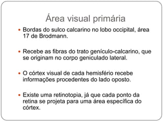 Área visual primária
 Bordas do sulco calcarino no lobo occipital, área
 17 de Brodmann.

 Recebe as fibras do trato genículo-calcarino, que
 se originam no corpo geniculado lateral.

 O córtex visual de cada hemisfério recebe
 informações procedentes do lado oposto.

 Existe uma retinotopia, já que cada ponto da
 retina se projeta para uma área específica do
 córtex.
 