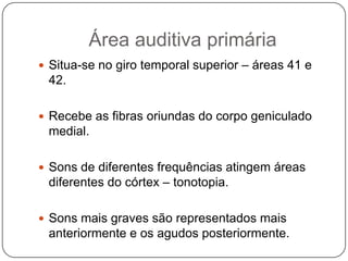 Área auditiva primária
 Situa-se no giro temporal superior – áreas 41 e
 42.

 Recebe as fibras oriundas do corpo geniculado
 medial.

 Sons de diferentes frequências atingem áreas
 diferentes do córtex – tonotopia.

 Sons mais graves são representados mais
 anteriormente e os agudos posteriormente.
 