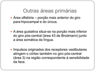 Outras áreas primárias
 Área olfatória – porção mais anterior do giro
 para-hipocampal e do úncus.

 A área gustativa situa-se na porção mais inferior
 do giro pós-central (área 43 de Brodmann) junto
 a área somática da língua.

 Impulsos originados dos receptores vestibulares
 atingem o córtex também no giro pós-central
 (área 3) na região correspondente à sensibilidade
 da face.
 