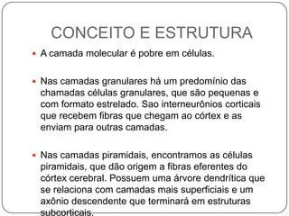 CONCEITO E ESTRUTURA
 A camada molecular é pobre em células.


 Nas camadas granulares há um predomínio das
 chamadas células granulares, que são pequenas e
 com formato estrelado. Sao interneurônios corticais
 que recebem fibras que chegam ao córtex e as
 enviam para outras camadas.

 Nas camadas piramidais, encontramos as células
 piramidais, que dão origem a fibras eferentes do
 córtex cerebral. Possuem uma árvore dendrítica que
 se relaciona com camadas mais superficiais e um
 axônio descendente que terminará em estruturas
 subcorticais.
 
