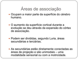 Áreas de associação
 Ocupam a maior parte da superfície do cérebro
 humano.

 O aumento da superfície cortical durante a
 evolução se deu através da expansão do córtex
 de associação.

 Podem ser divididas, segundo Luria, áreas
 secundárias e terciárias.

 As secundárias estão diretamente conectadas as
 áreas de projeção e são unimodais – uma
 modalidade sensorial ou com a motricidade.
 
