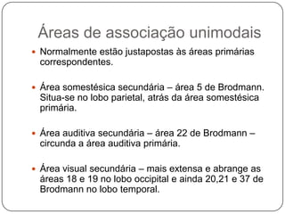 Áreas de associação unimodais
 Normalmente estão justapostas às áreas primárias
 correspondentes.

 Área somestésica secundária – área 5 de Brodmann.
 Situa-se no lobo parietal, atrás da área somestésica
 primária.

 Área auditiva secundária – área 22 de Brodmann –
 circunda a área auditiva primária.

 Área visual secundária – mais extensa e abrange as
 áreas 18 e 19 no lobo occipital e ainda 20,21 e 37 de
 Brodmann no lobo temporal.
 