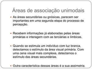 Áreas de associação unimodais
 As áreas secundárias ou gnósicas, parecem ser
  importantes em uma segunda etapa do processo de
  percepção.

 Recebem informações já elaboradas pelas áreas
  primárias e interagem com as terciárias e límbicas.

 Quando se estimula um indivíduo com luz branca,
  detectamos o estímulo da área visual primária. Com
  uma cena visual mais complexa, detectamos o
  estímulo das áreas secundárias.

 Outra característica dessas áreas é a sua assimetria.
 