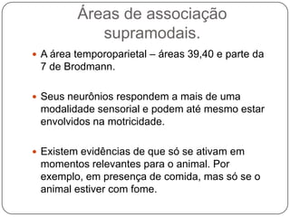 Áreas de associação
            supramodais.
 A área temporoparietal – áreas 39,40 e parte da
 7 de Brodmann.

 Seus neurônios respondem a mais de uma
 modalidade sensorial e podem até mesmo estar
 envolvidos na motricidade.

 Existem evidências de que só se ativam em
 momentos relevantes para o animal. Por
 exemplo, em presença de comida, mas só se o
 animal estiver com fome.
 