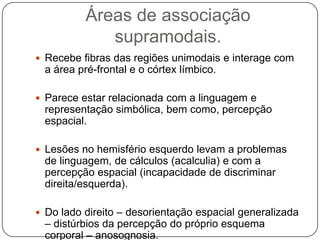 Áreas de associação
              supramodais.
 Recebe fibras das regiões unimodais e interage com
  a área pré-frontal e o córtex límbico.

 Parece estar relacionada com a linguagem e
  representação simbólica, bem como, percepção
  espacial.

 Lesões no hemisfério esquerdo levam a problemas
  de linguagem, de cálculos (acalculia) e com a
  percepção espacial (incapacidade de discriminar
  direita/esquerda).

 Do lado direito – desorientação espacial generalizada
  – distúrbios da percepção do próprio esquema
  corporal – anosognosia.
 