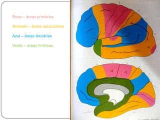 Rosa – áreas primárias.

Amarelo – áreas secundárias

Azul – áreas terciárias

Verde – áreas límbicas.
 